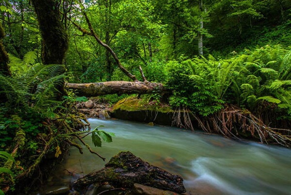 Самурский лес Дагестан фото